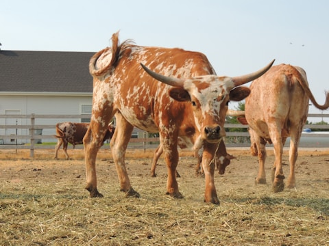 A group of longhorn cattle are standing in a fenced area with a barn or stable in the background. The focus is on the closest cow with prominent curved horns, exhibiting a mix of brown and white spots.