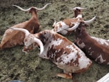 Four cattle with large, curved horns rest closely together on a patch of grass and soil. Their coats are a mix of brown, white, and tan, with unique splotchy patterns. The setting appears peaceful and natural, with a focus on the animals and their distinct horn shapes.