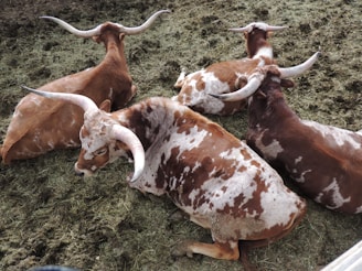 Four cattle with large, curved horns rest closely together on a patch of grass and soil. Their coats are a mix of brown, white, and tan, with unique splotchy patterns. The setting appears peaceful and natural, with a focus on the animals and their distinct horn shapes.