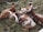 Four cattle with large, curved horns rest closely together on a patch of grass and soil. Their coats are a mix of brown, white, and tan, with unique splotchy patterns. The setting appears peaceful and natural, with a focus on the animals and their distinct horn shapes.