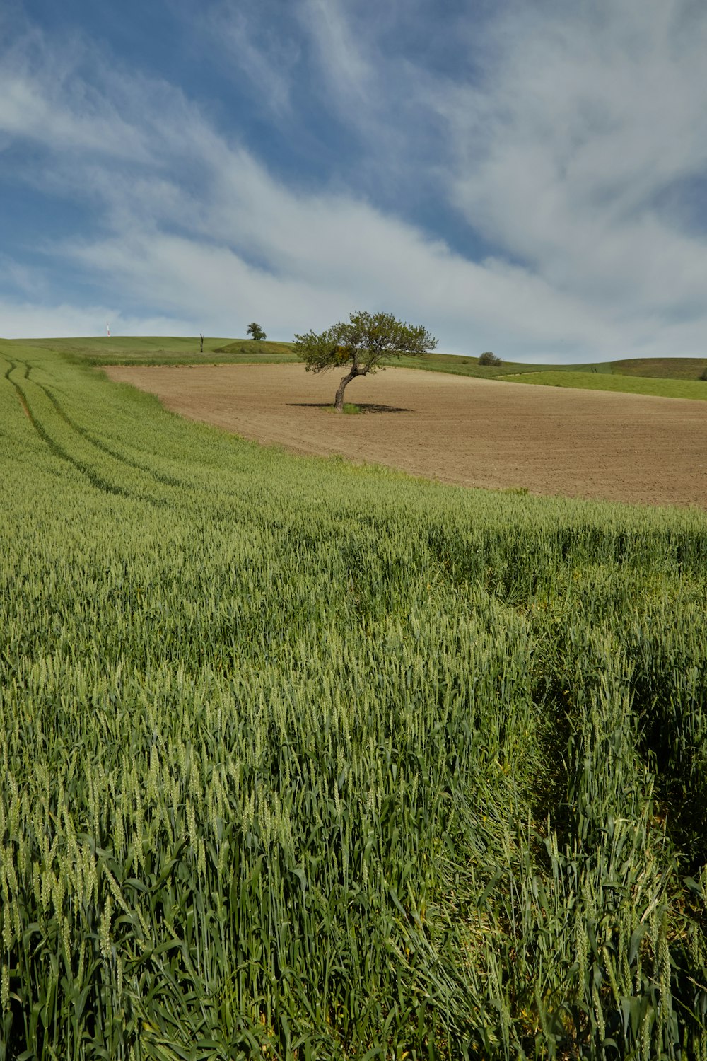 a lone tree in the middle of a field