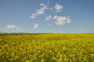 Golden Mustard Seeds