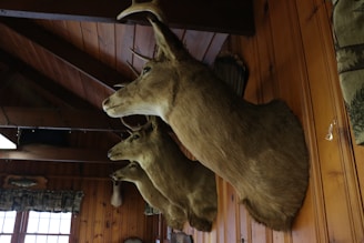Several mounted deer heads are arranged on a wooden wall, inside a rustic room with wooden paneling and beams. Natural light filters through a window with a patterned curtain.
