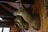 Several mounted deer heads are arranged on a wooden wall, inside a rustic room with wooden paneling and beams. Natural light filters through a window with a patterned curtain.