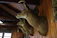 A beautifully mounted deer head with rustic wooden frame, displayed in a cozy cabin setting.