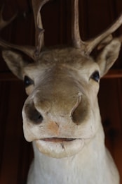 A close-up view of a mounted deer head, focusing on its nose, mouth, and antlers. The deer has a cream-colored fur with darker shading around the nose. The antlers are prominent, extending upward.