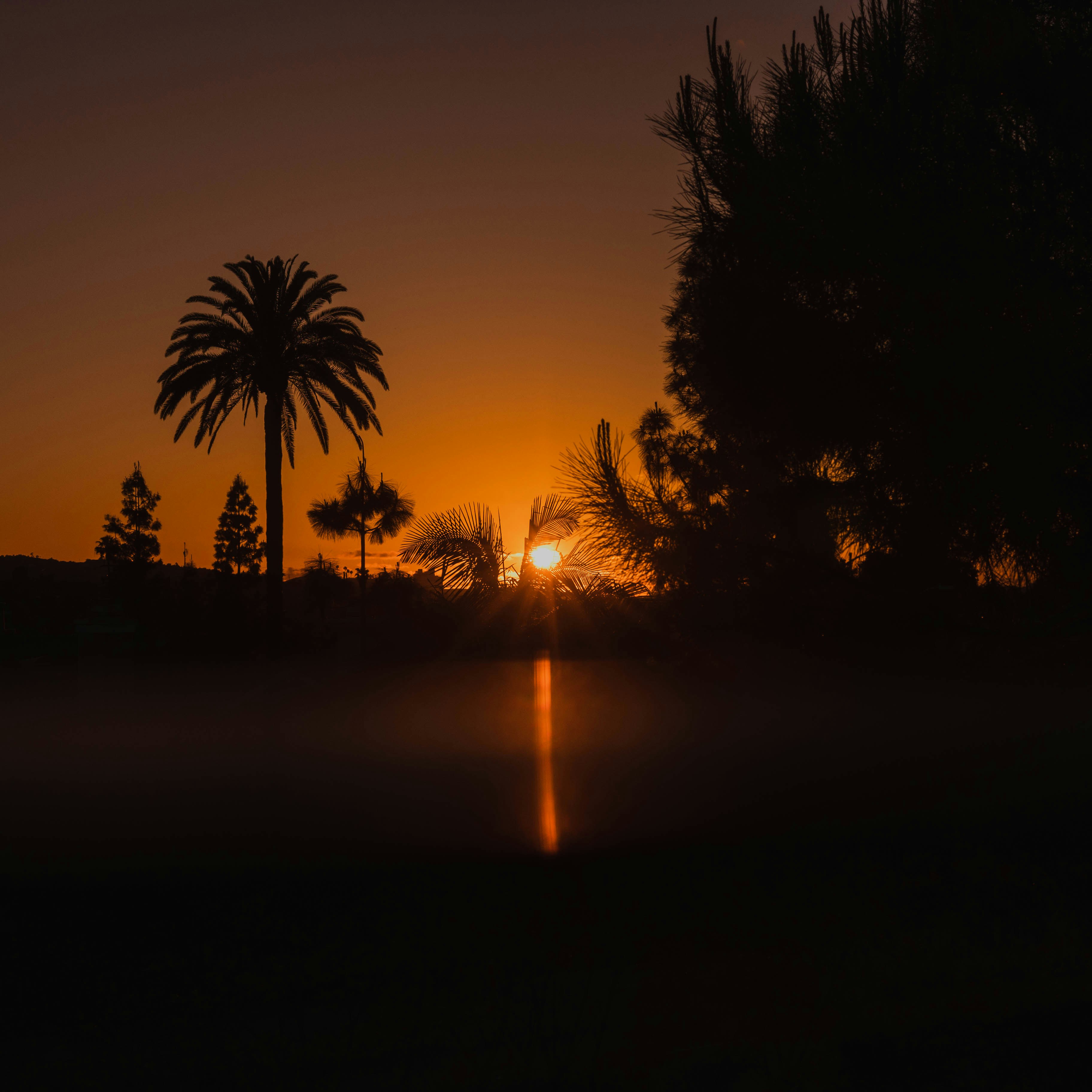 california palm trees sunset, wallpaper, California Palm Trees: A Scenic Boulevard Guide 3