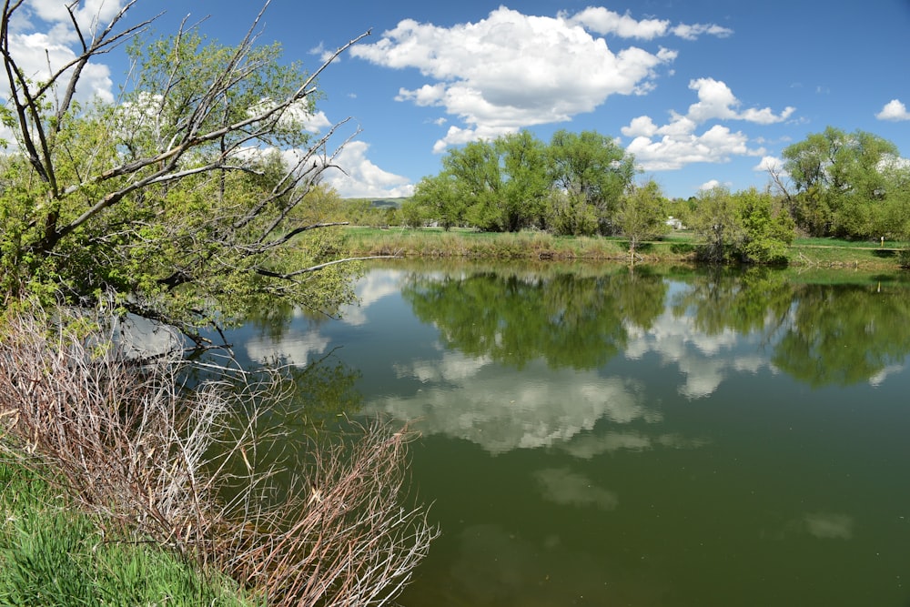 a body of water surrounded by trees and grass