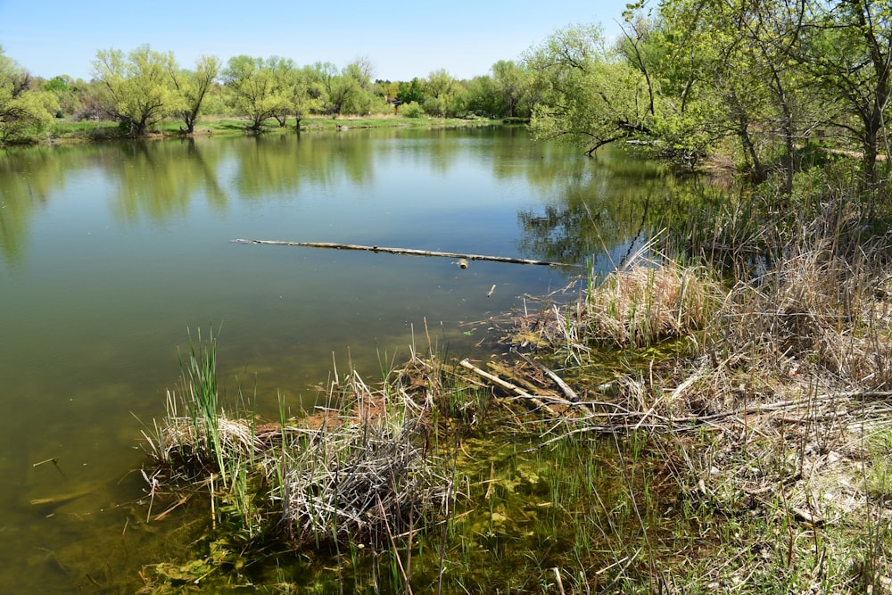 a body of water surrounded by trees and grass