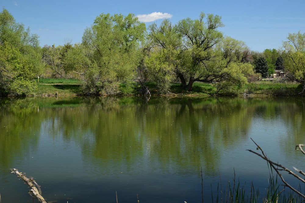 a body of water surrounded by trees and grass