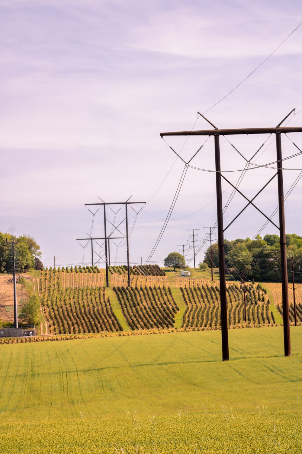 a field of grass with power lines above it