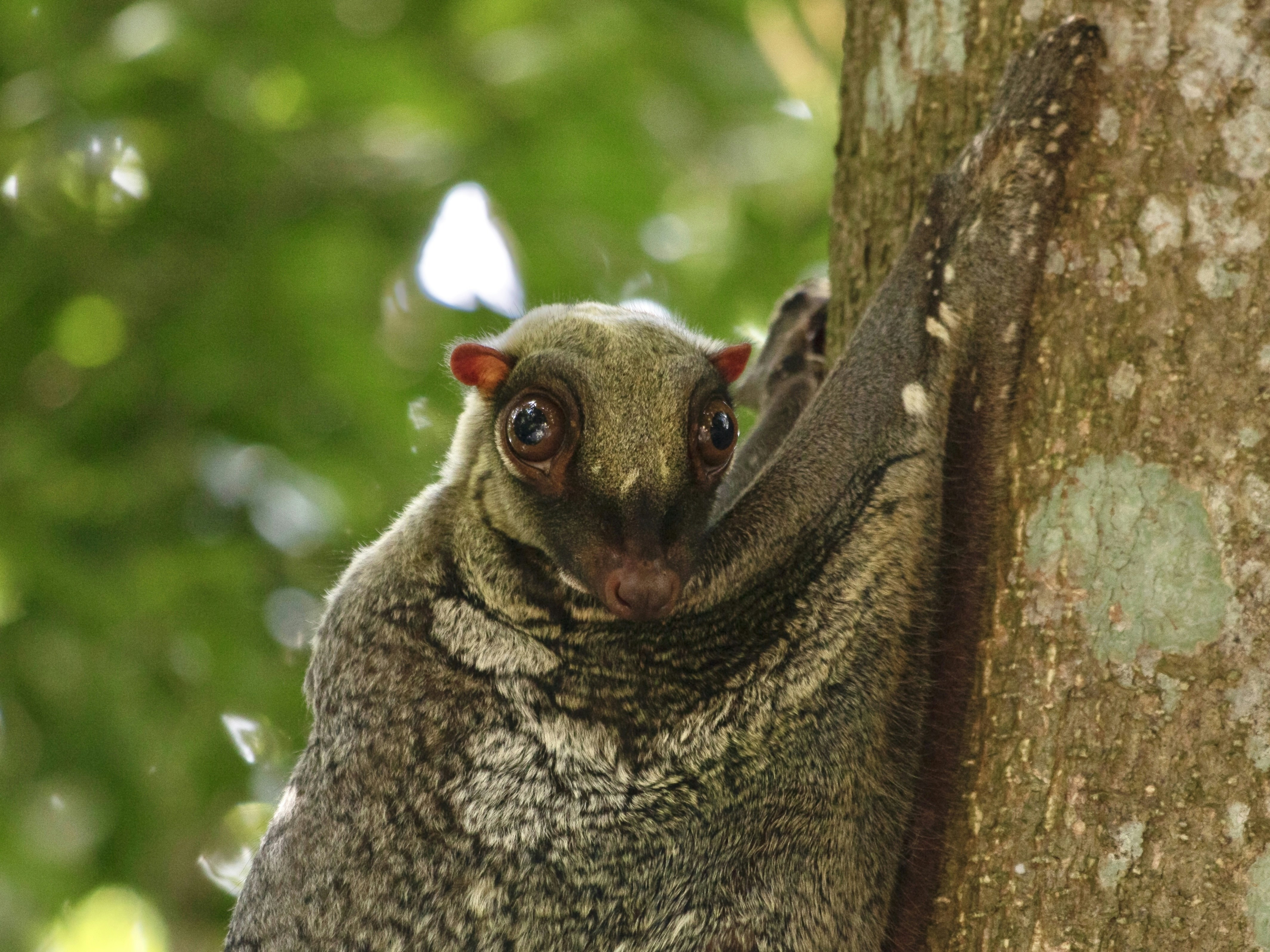 Malayan colugo🇲🇾