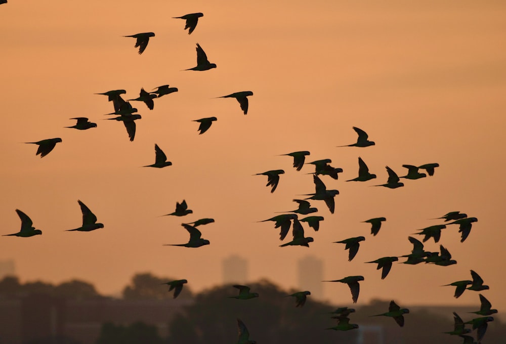 a flock of birds flying in the sky