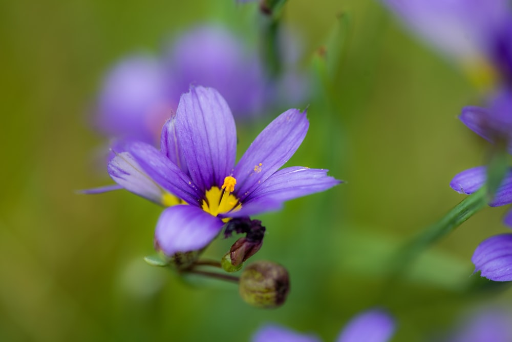 a close up of a purple flower with a yellow center