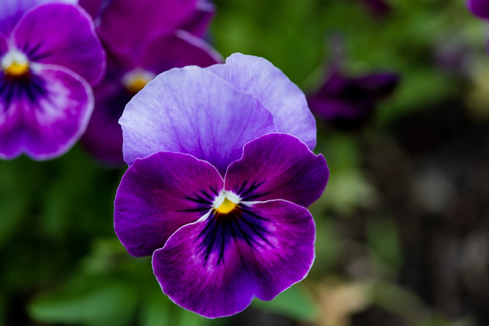 a close up of purple flowers with green leaves