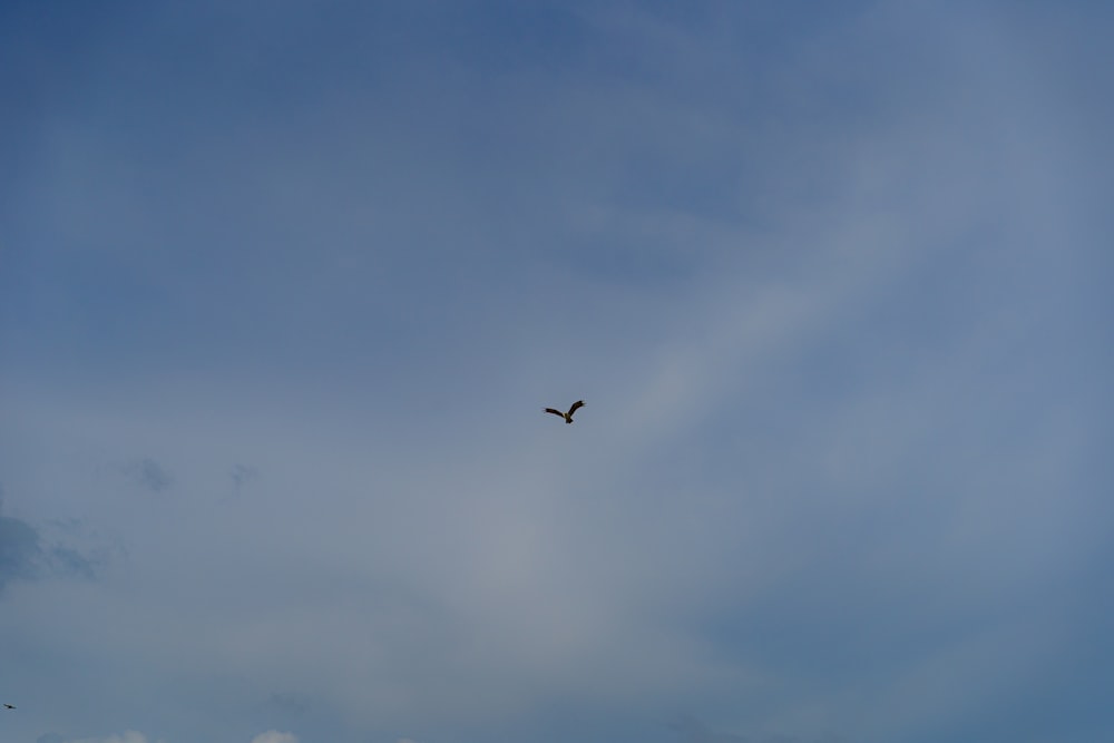 a bird flying high up in the sky