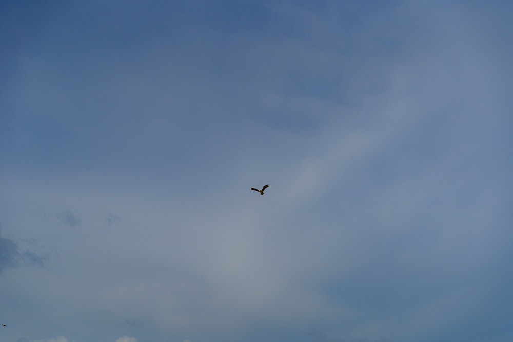 um pássaro voando alto no céu