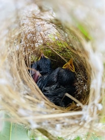 A nest made of twigs and fibers contains several small, featherless baby birds with closed eyes. One chick has its beak slightly open, possibly in anticipation of feeding. The nest is tightly woven and nestled among greenery, creating a cozy, protective environment.