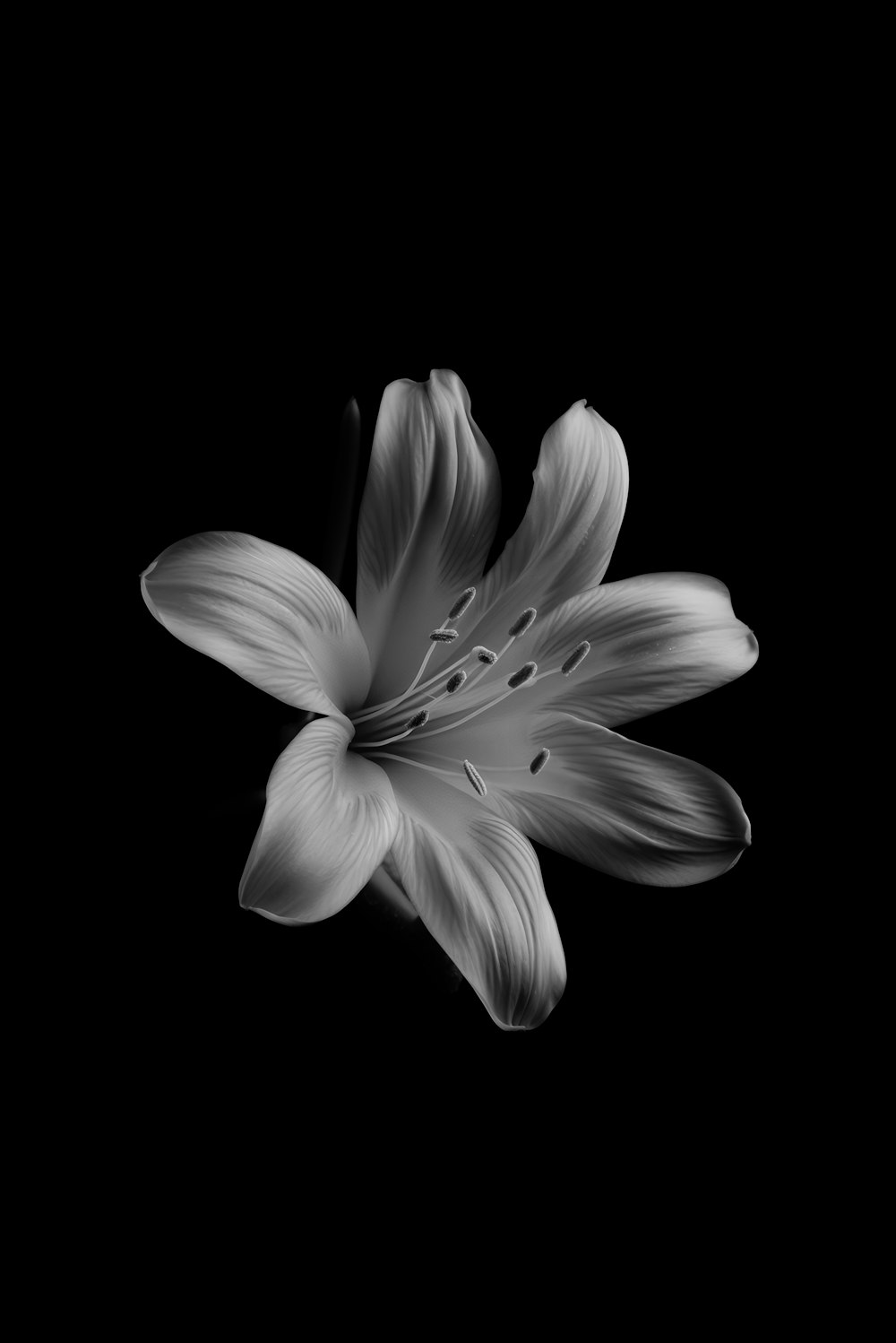 a black and white photo of a flower