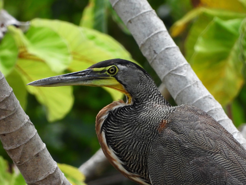 a close up of a bird on a tree branch