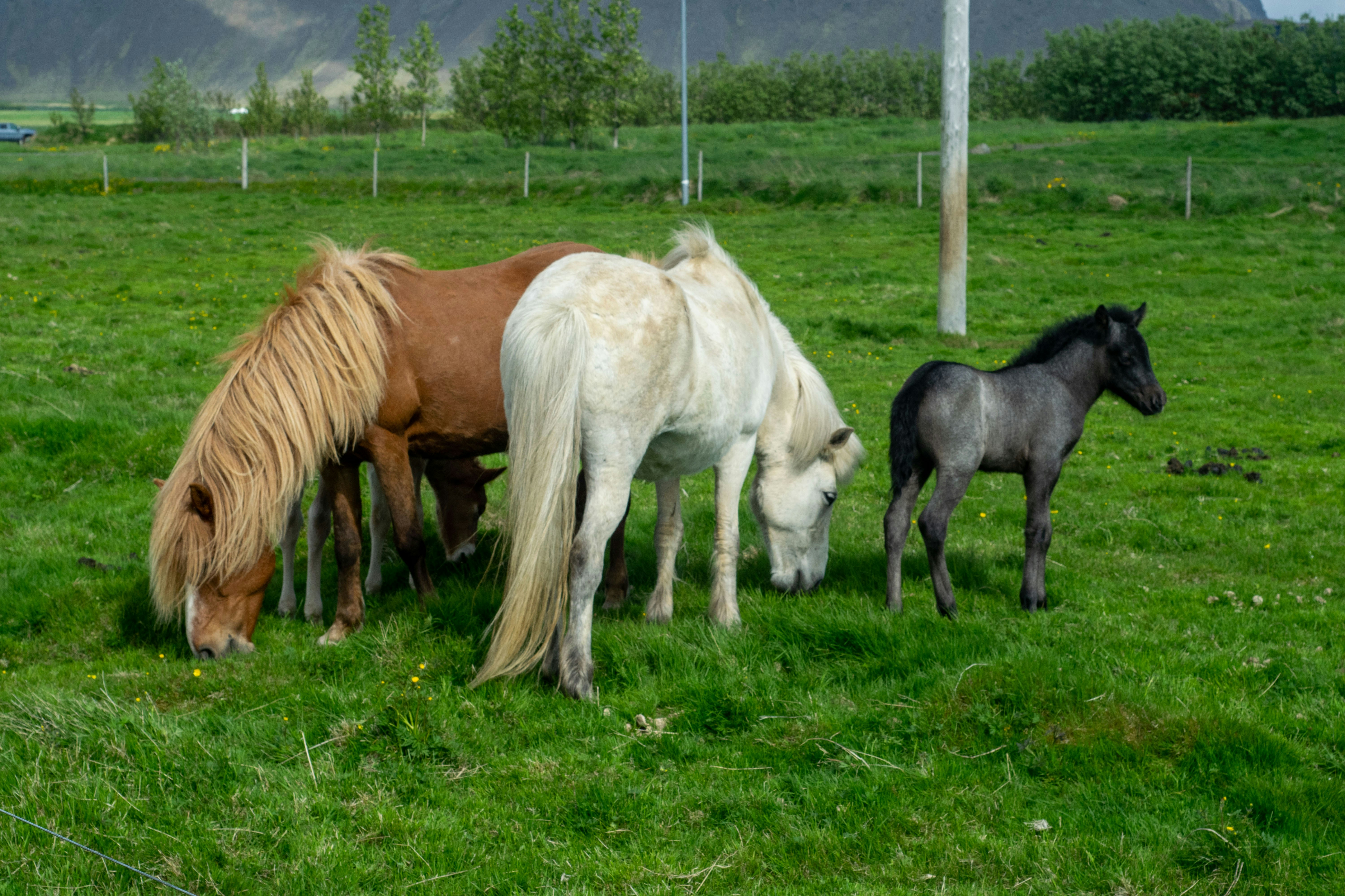 Oostvaardersplassen: Europe's Serengeti in Miniature (image credits: unsplash)