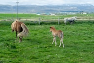 A serene rural landscape with horses grazing on lush green grass. A tan horse is followed by a light brown foal, while in the background, a white horse is accompanied by a black foal. The scene is set against a backdrop of rolling hills and distant mountains under a cloudy sky.