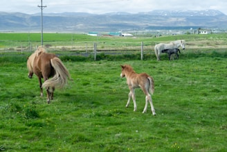 A serene rural landscape with horses grazing on lush green grass. A tan horse is followed by a light brown foal, while in the background, a white horse is accompanied by a black foal. The scene is set against a backdrop of rolling hills and distant mountains under a cloudy sky.