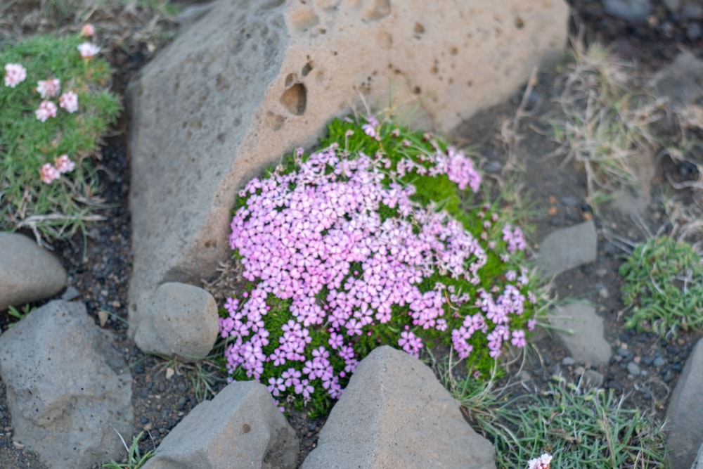 a bunch of flowers that are in the grass