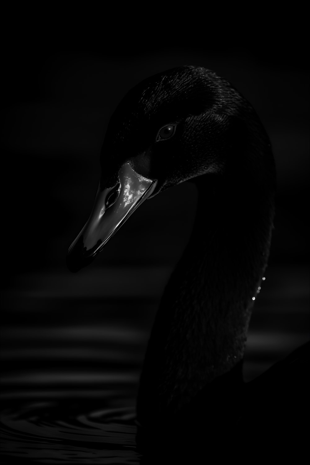 a black and white photo of a duck in the water