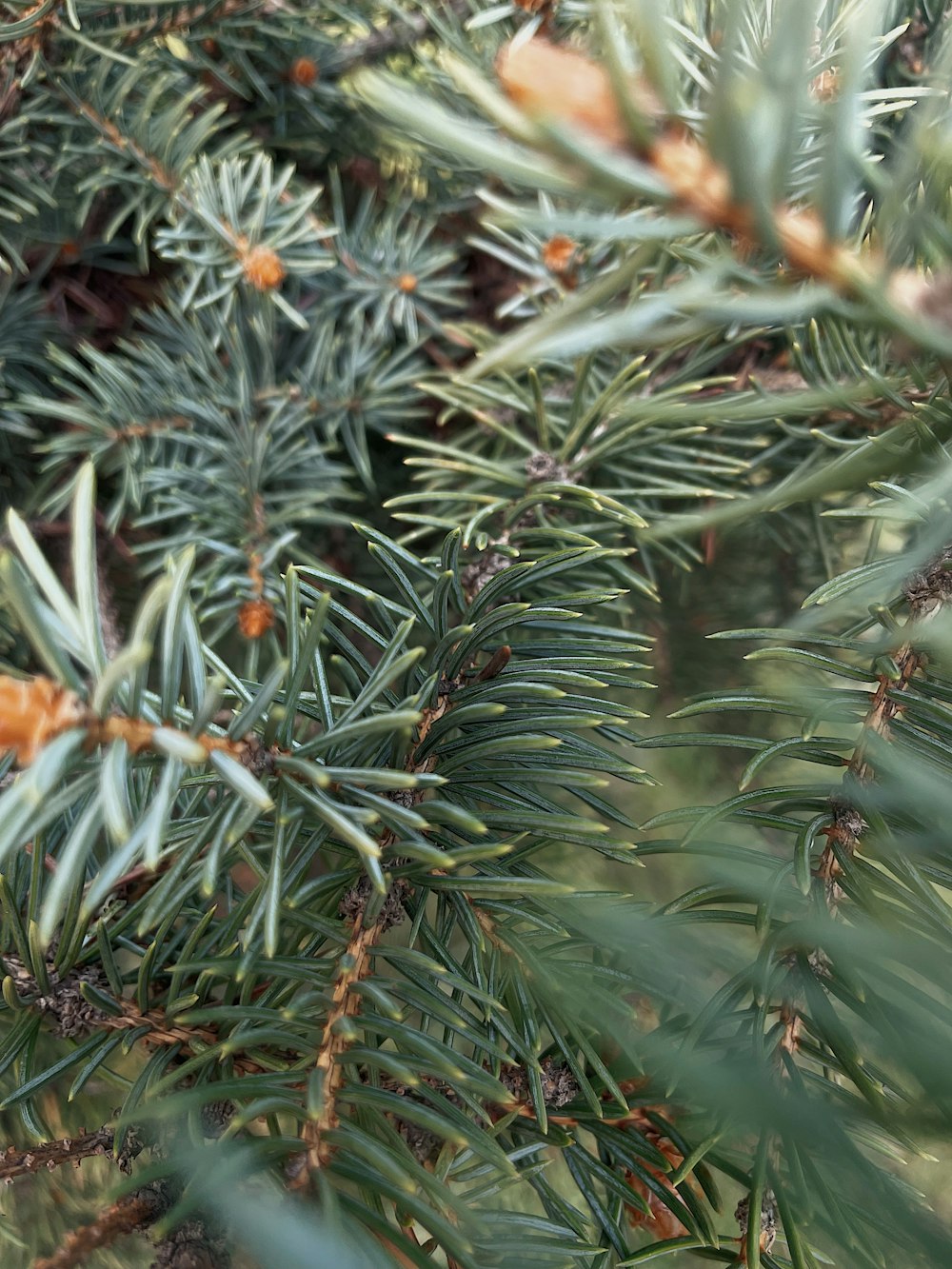 a close up of a pine tree branch