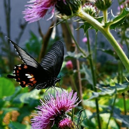 a black and orange butterfly sitting on a purple flower