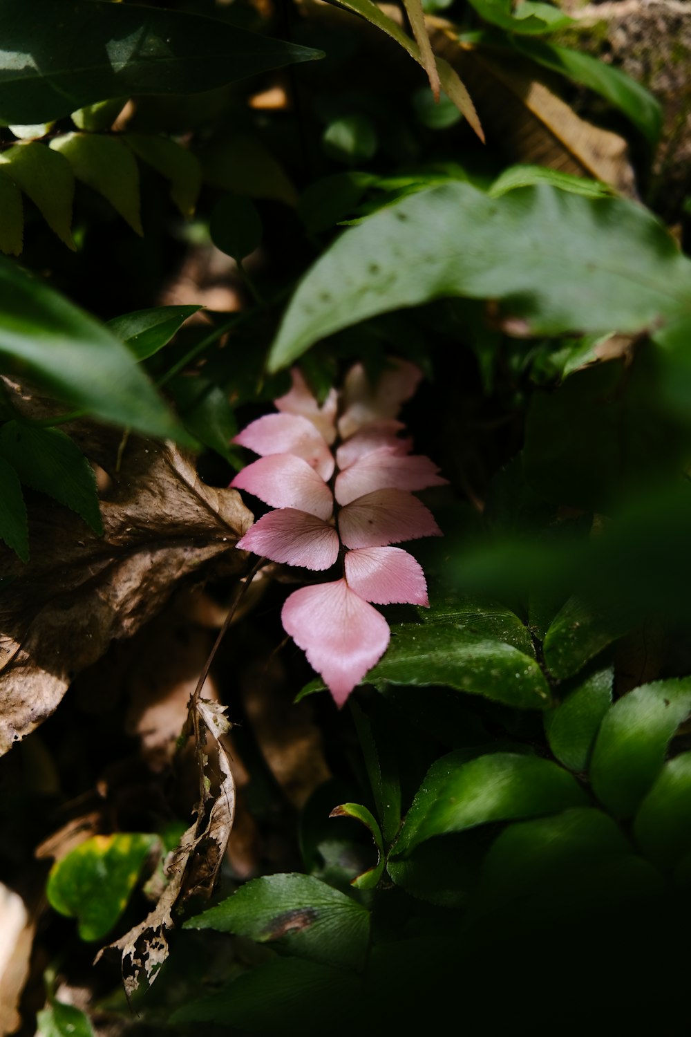 a small pink flower surrounded by green leaves
