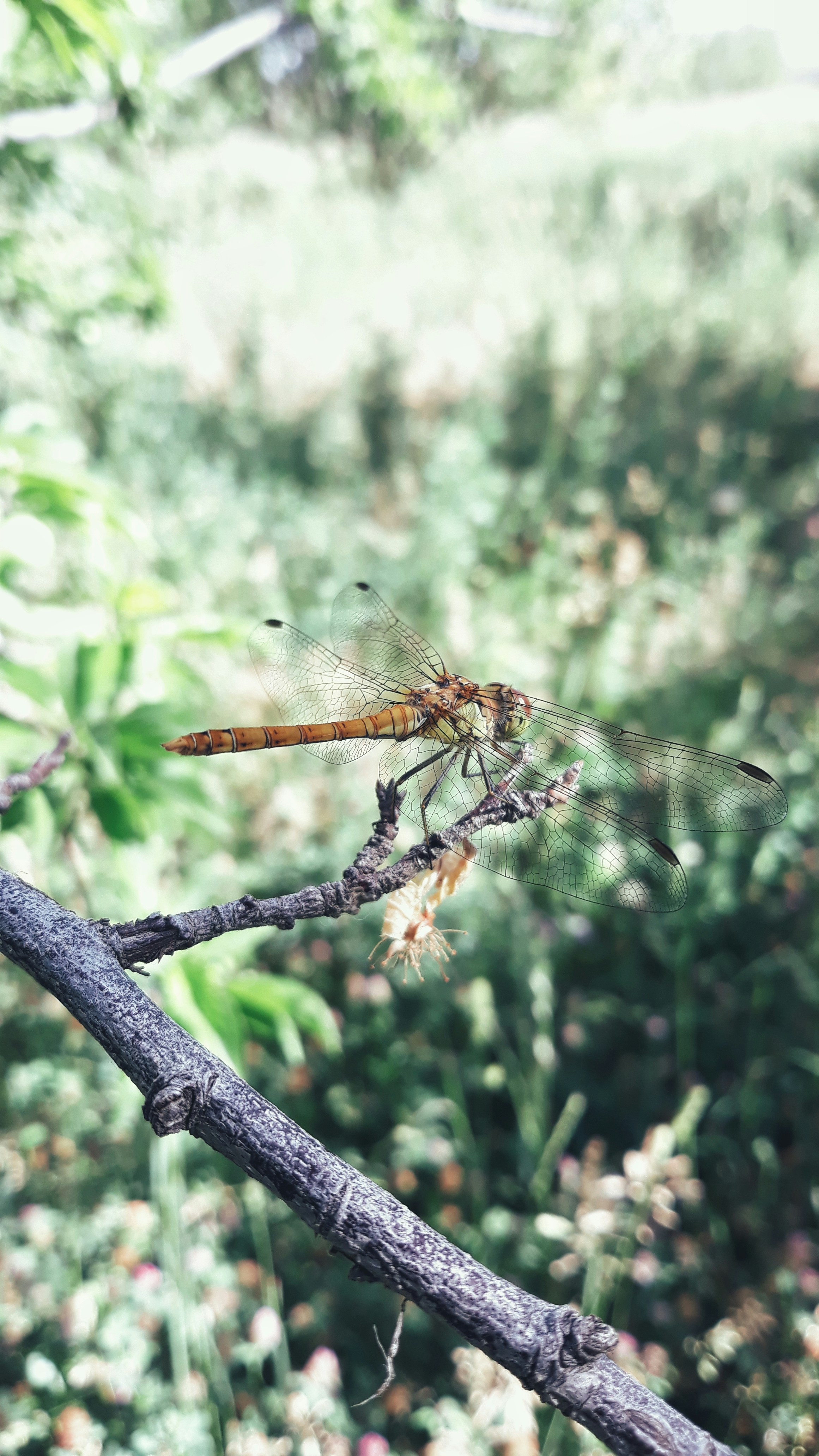 Photo by aliisarvari