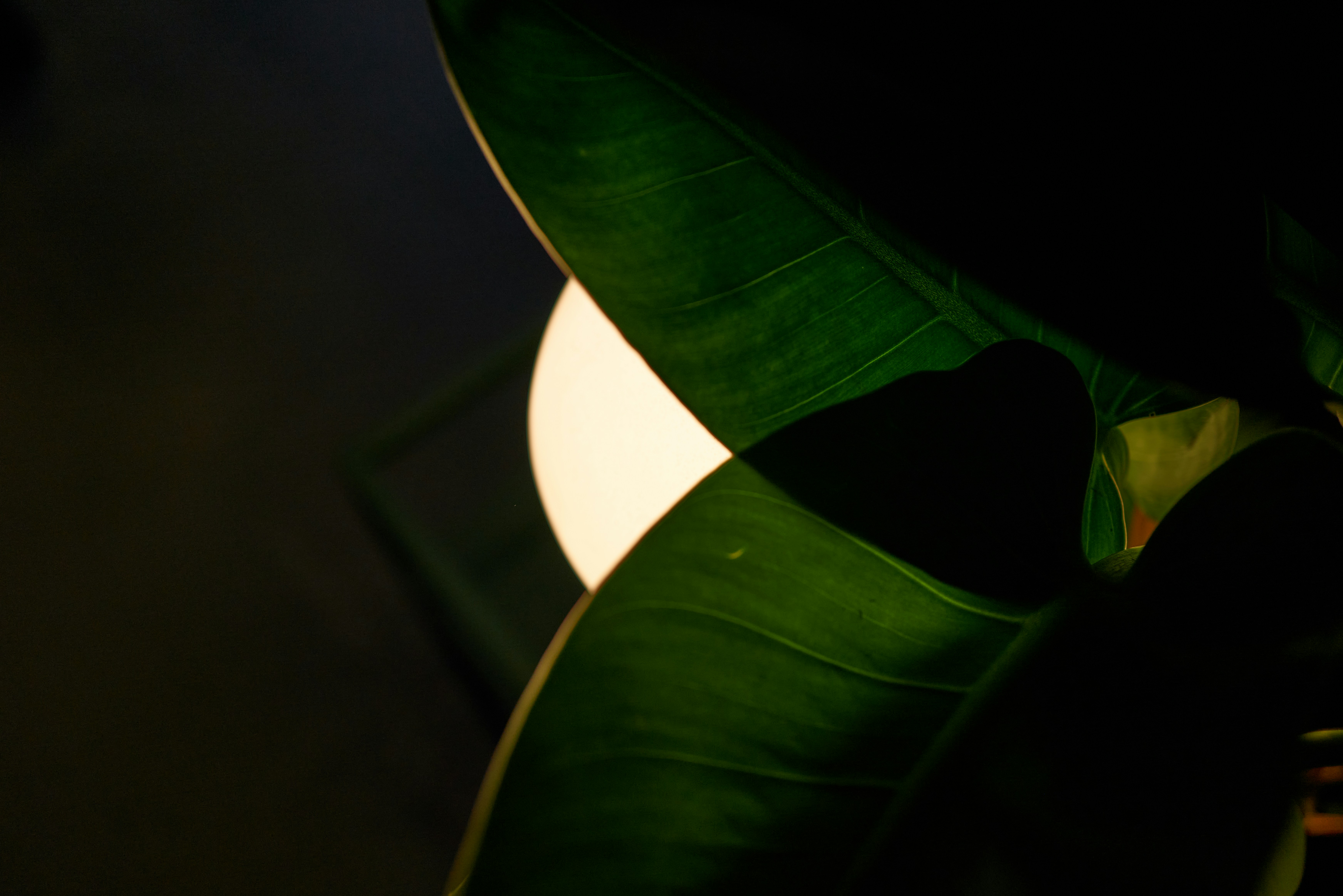 a green plant with a white light behind it