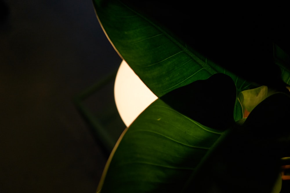 a green plant with a white light behind it
