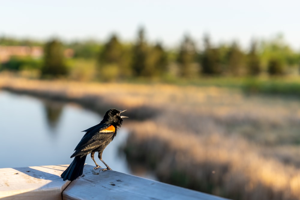 a small black bird standing on a wooden rail