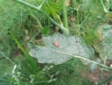 A small black-and-orange beetle is resting on a green leaf amidst a lush garden setting. The leaf shows signs of being partially eaten, with visible holes. Surrounding vegetation is dense, with slender green stems and branches appearing in the background.