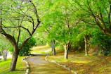 A serene park with green trees and a winding path under soft sunlight.