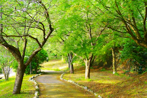 A serene park with green trees and a winding path under soft sunlight.