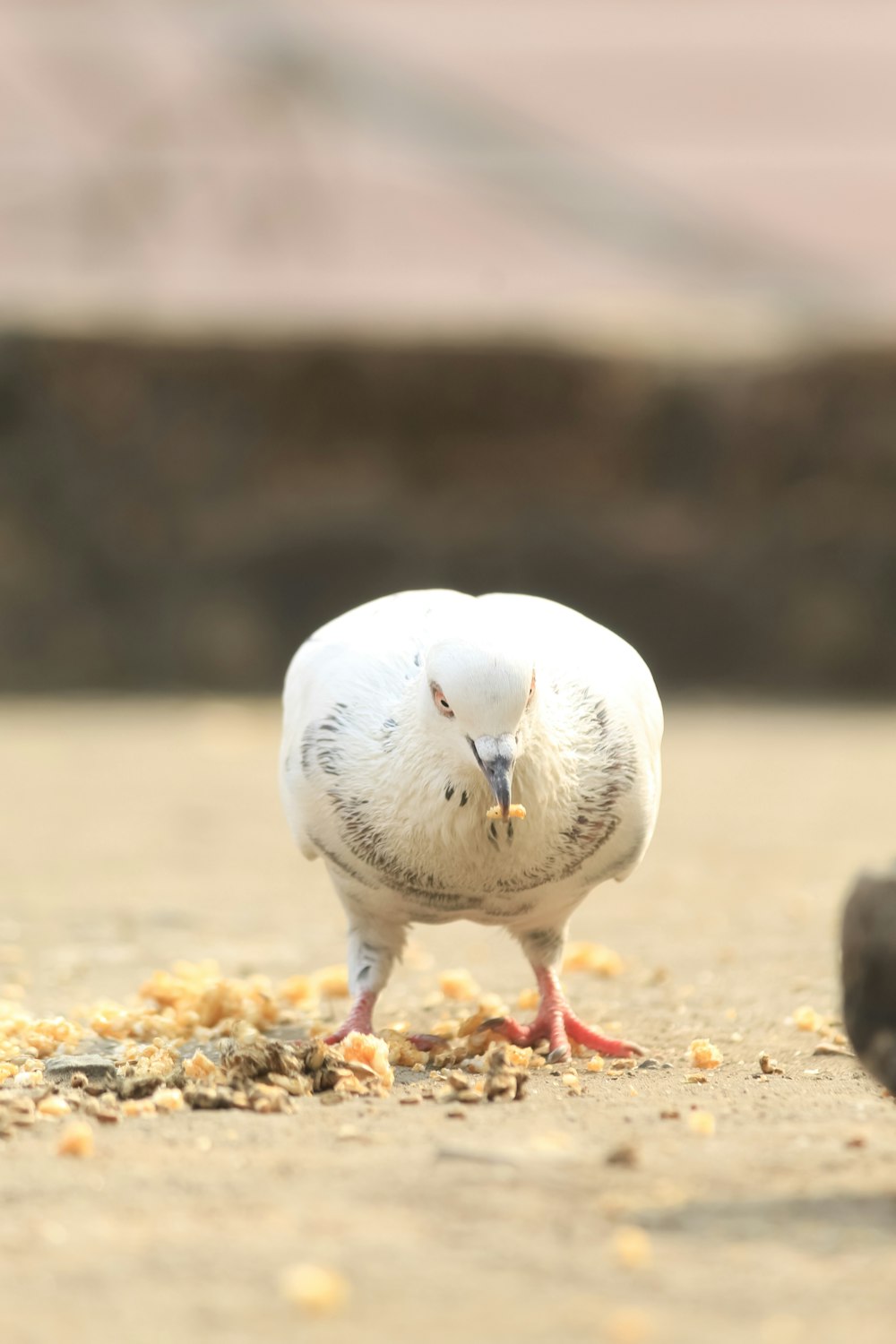 a white bird standing on top of a sandy beach