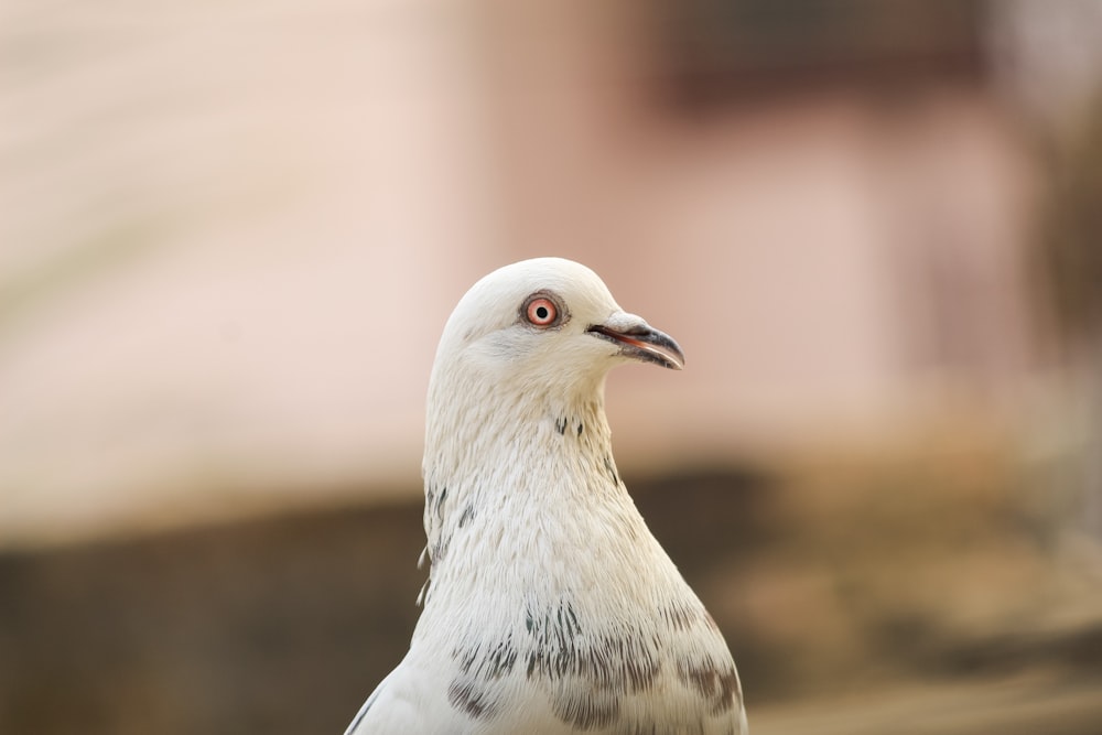 a close up of a bird with a blurry background