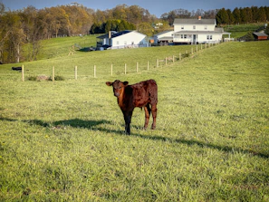 A young farmer proudly tending to a small herd of livestock under a clear blue sky.