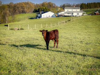 A friendly local farmer holding a calf in a green pasture under a bright sky.