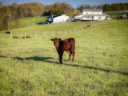 A friendly local farmer holding a calf in a green pasture under a bright sky.