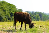 A brown cow is grazing in a lush green field. The background features dense trees and a clear blue sky. The scene conveys a sense of tranquility and nature.