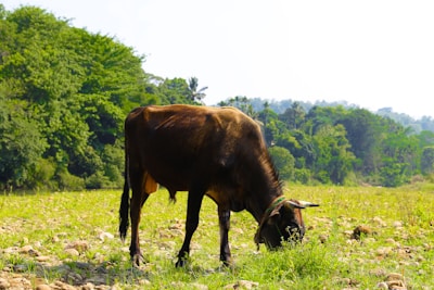 A brown cow is grazing in a lush green field. The background features dense trees and a clear blue sky. The scene conveys a sense of tranquility and nature.