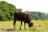 A brown cow is grazing in a lush green field. The background features dense trees and a clear blue sky. The scene conveys a sense of tranquility and nature.