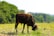 A brown cow is grazing in a lush green field. The background features dense trees and a clear blue sky. The scene conveys a sense of tranquility and nature.