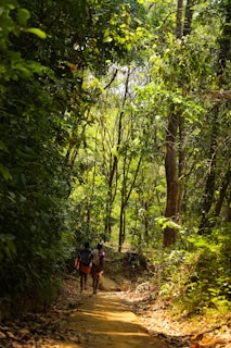 A peaceful trail in the woods where a small group walks mindfully, connecting with nature.