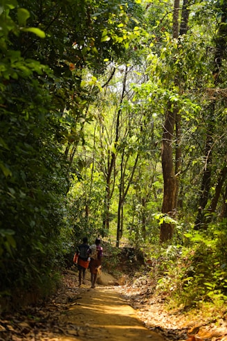 A lush forest pathway with two people walking along a dirt trail, surrounded by dense greenery and sunlight filtering through the leaves. The scene conveys a sense of tranquility and connection with nature.